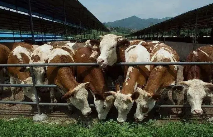 養(yǎng)殖污水處理設(shè)備是如何處理污水并實現(xiàn)排放達標(biāo)的？