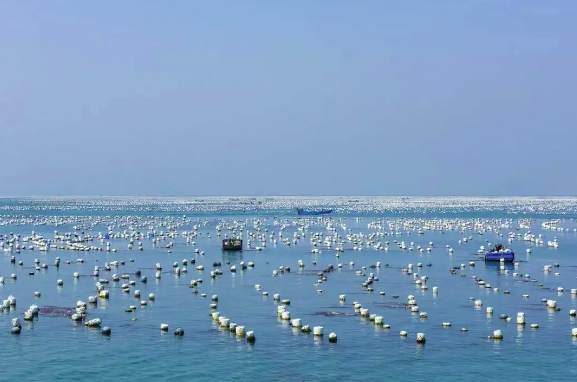 海水養殖廢水處理技術要求|規范（海水養殖凈化水處理技術方案）